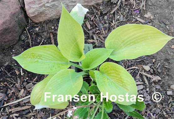 Hosta Aztec Treasure